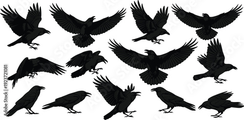 Collection of detailed black raven silhouettes in various poses including flying sitting and landing isolated on white background for gothic designsCollection of detailed black 