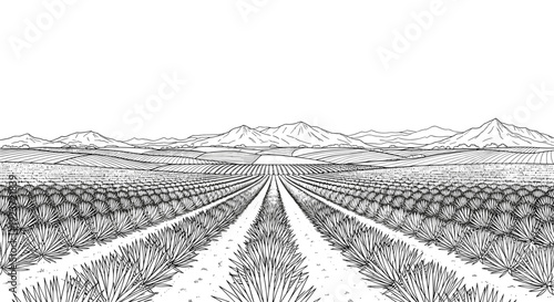 Detailed linear landscape of agave fields and mountains