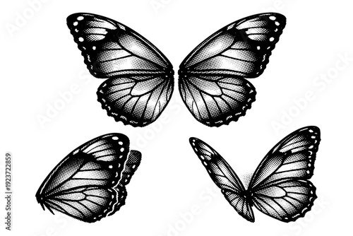 Butterfly wings, A delicate butterfly wing pair depicted as a single isolated object in three views emphasizing thin membranes, fine vein