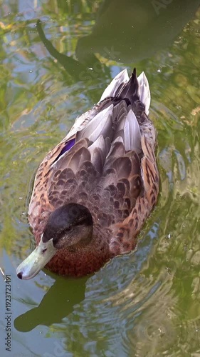 duck swimming  in the water