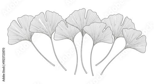 A delicate line drawing of seven Ginkgo Biloba leaves fanned out against a white background.