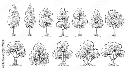 A collection of hand-drawn, black and white illustrations of various deciduous and coniferous trees, showcasing different shapes and foliage styles.