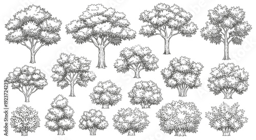A collection of hand-drawn, black and white illustrations of various trees and bushes in different shapes and sizes.
