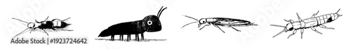 Earwig's Adventure: A Hand-Drawn Eco-Friendly Insect