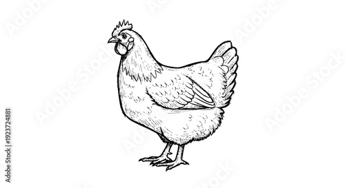 Illustration of a chicken standing alone.