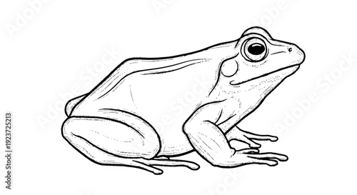 Detailed Line Drawing of a Frog.