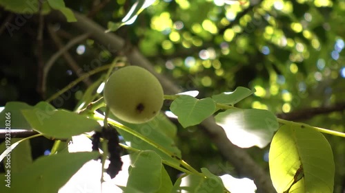 walnut fruit on the tree
