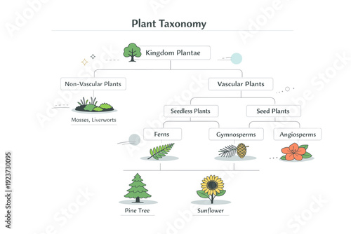 Minimalist Plant Taxonomy. Plant taxonomy graphics. A clean editorial scene with simplified plant illustrations connected by thin lines and labels, showing