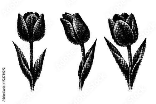 Floral silhouette tulip, a single tulip flower silhouette represented in front view, side profile view, and three-quarter view within one clean composition.