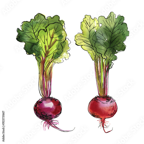 Watercolor Beetroot Set with Leaves – Hand Drawn Botanical Illustration Isolated on White