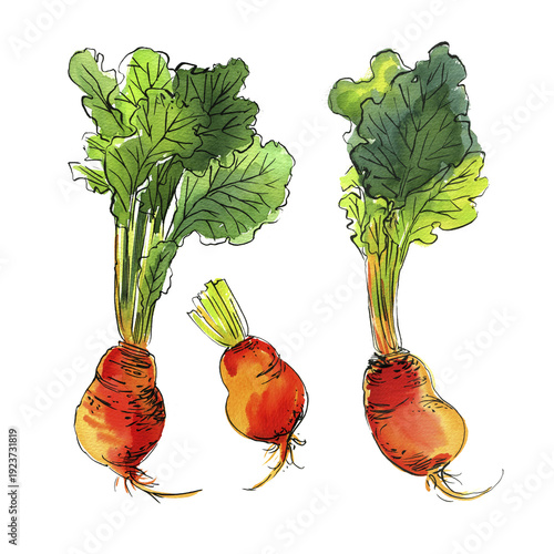 Watercolor Beetroot Set with Leaves – Hand Drawn Botanical Illustration Isolated on White