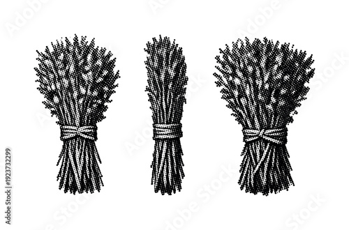 Three bunches of wheat stalks tied with twine in a vintage illustration style