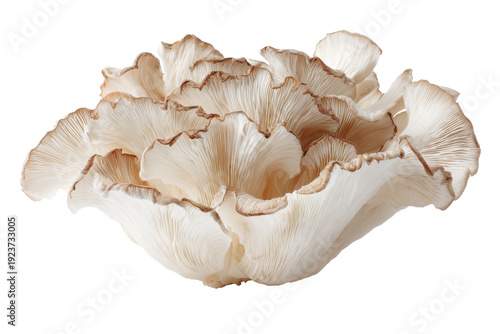 Delicate beige coral fragment isolated on transparent background. Oyster mushroom cluster on isolated on white background.