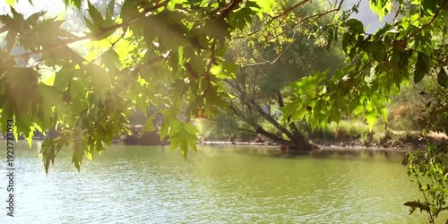 sunlight filtering through the tree leaves by the lake