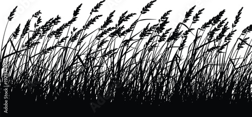 Black silhouette of tall wild grass and field plants meadow landscape set on white background cad drawing flat vector illustration.