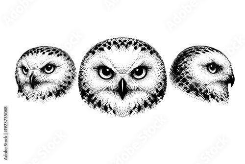 Owl front view, A snowy owl head rendered as a single object in three views with emphasis on a frontal pose, round head mass, and dense