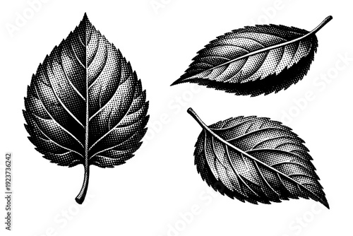 Leaf. An organic leaf form with natural asymmetry and layered vein structure, represented as the same leaf shown from three different angles.