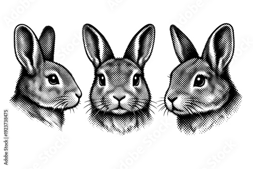 Comic halftone rabbit portrait, a single rabbit head portrait object shown in front view, side profile view, and three-quarter perspective