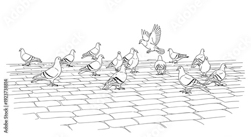 Pigeon flock on cobbled street in black and white sketch style