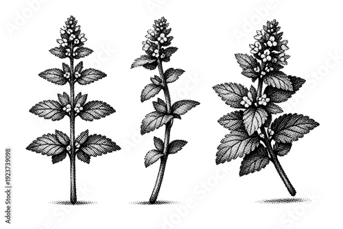 Herbal plant sprig depicted as one object displayed in three views: front view, side profile view, and three-quarter view focusing on fine organic details.