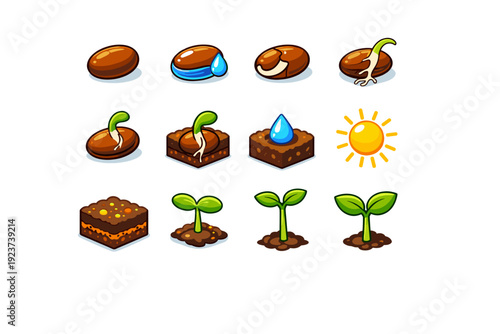 Seeds germinate. Colorful isometric vector icons set of seeds germinate: dry seed, soaked seed, cracked seed coat, sprouting root, tiny shoot