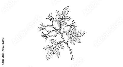 Branch of wild rose hips with several berries and jagged leaves is illustrated in a detailed vintage line art style for botanical art.