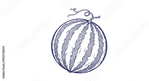 Detailed engraving style illustration of a whole striped watermelon is presented in a dark blue ink line drawing on a white background.