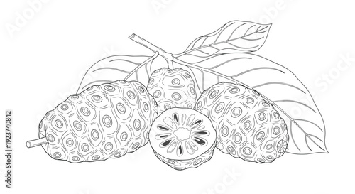 Detailed line drawing of whole noni fruits and a cross section showing seeds with leaves on a white background.