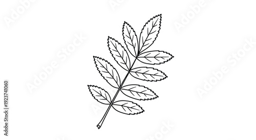 Elegant branch with several serrated leaves is depicted in a clean black and white line art illustration style for botanical design.