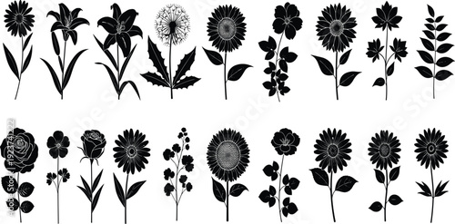 Set of black flower silhouettes isolated on white background, lily sunflower dandelion and rose shapes for nature graphic design projects,