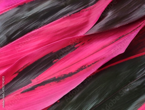 Close-up of vibrant pink and dark green cordyline fruticosa (Ti plant) leaves Pattern. Perfect for tropical backgrounds, botanical themes, and nature-inspired designs