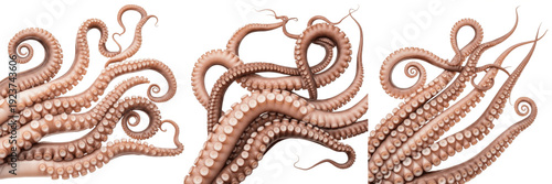 Realistic Octopus Tentacles Set - 3D Illustration of Fresh Squid Arms with Detailed Suction Cups for Seafood, Marine Biology, and Culinary Concepts Isolated on White Background