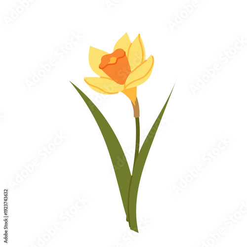 Flat vector daffodil with green leaves isolated on white background. Floral illustration for posters, wall art, prints and home decor.