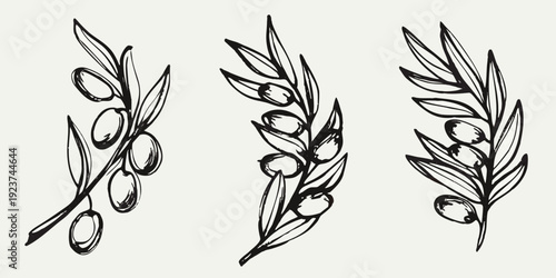Delicate botanical illustration of olive branches with dark ripe fruit