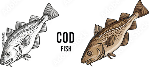 Cod fish engraving illustration. Black and white and colored vintage marine drawing. Detailed seafood species isolated on transparent background.