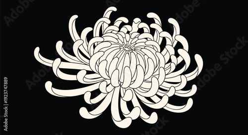 Spider Mum Chrysanthemum Monoline Outline on Black – Off-White Minimal Long Petal Flower Vector Line Art
