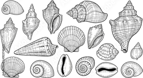 Vintage sea shell engraving collection. Detailed spiral, conch and scallop shells set. Black and white marine illustration isolated on transparent background.