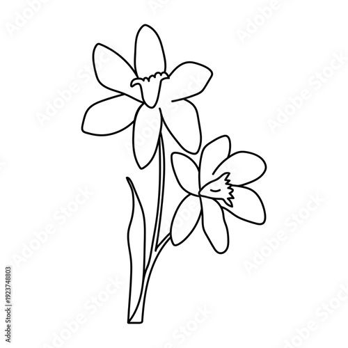 Stylized daffodil flower. Doodles vector illustration. Isolated on a white background.