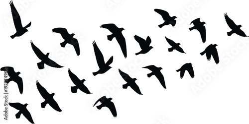 Flock of flying birds silhouette collection, migratory birds vector, avian flight formation icons, wildlife sky background, nature wings soaring, pigeon.