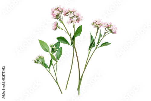 Delicate white flower cluster on a stem isolated on transparent background. Valerian flower isolated on a white background.