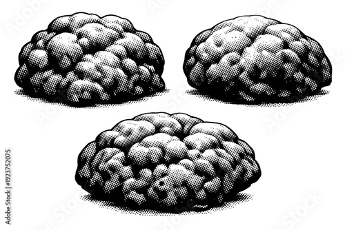 Boulder Coral Views. Coral structure massive boulder coral represented as one solid coral object presented in three views focusing on heavy volume and uneven