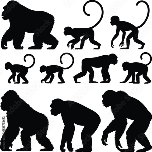 Monkey and gorilla silhouette evolution collection isolated on white background, primate animal set in different poses, black vector illustration for wildlife design