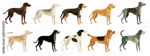 set of seamless  dogs flat style vector illustration isolated on white background