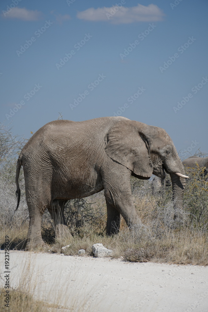 Fototapeta premium elefante alimentanose al lado de un camino