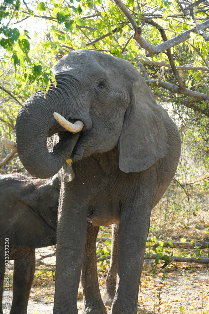 Fototapeta premium Elefante alimentandose al lado de su cria