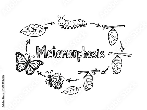 Metamorphosis. Hand-drawn doodle illustration of Metamorphosis. egg, caterpillar, cocoon,