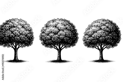 Tree Silhouette Perspectives. Single tree silhouette rounded canopy tree, a compact tree with dense foliage forming a clear rounded crown displayed as the same