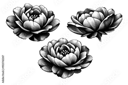 Triple Floral Bloom. Flower bloom. A detailed floral bloom with overlapping petals and organic curvature, represented as the same flower shown from three