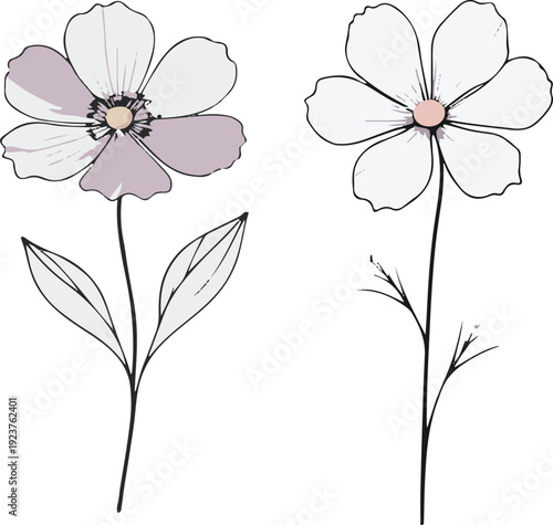 Minimalist natural floral vector sticker of cosmos flower with thin stem, bold black thick clean outline, pure white background