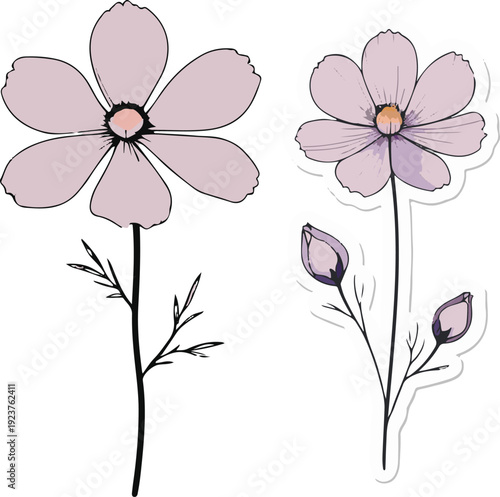 Minimalist natural floral vector sticker of cosmos flower with thin stem, bold black thick clean outline, pure white background 1